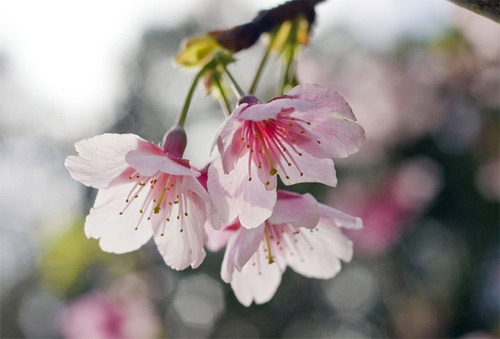 pink-flower-bokeh